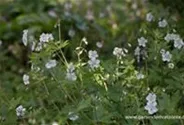 Geranium phaeum 'Album'
