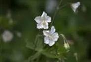 Geranium phaeum 'Album'