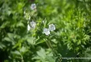 Geranium phaeum 'Album'
