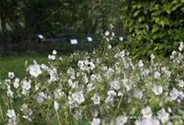 Geranium phaeum 'Album'