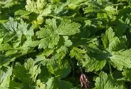 Geranium phaeum 'Raven'