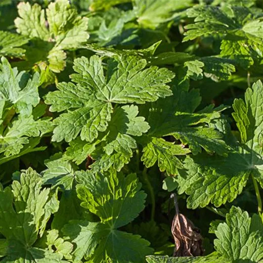 Geranium phaeum 'Raven' Geranium phaeum 'Raven'