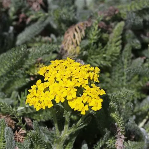 Garten-Teppich-Garbe 'Aurea' Garten-Teppich-Garbe 'Aurea'