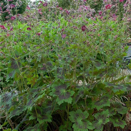 Geranium phaeum 'Samobor' Geranium phaeum 'Samobor'