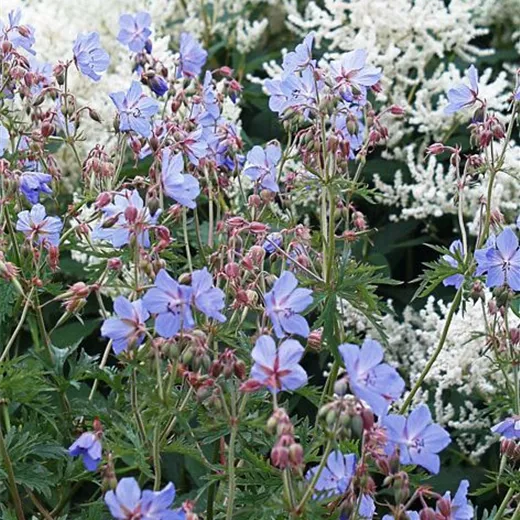 Geranium pratense Geranium pratense