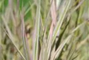 Glyceria maxima 'Variegata'