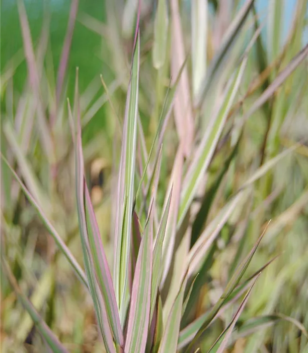 Glyceria max. Variegata.JPG