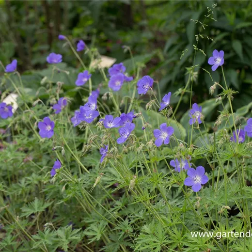 Geranium pratense 'Brookside'