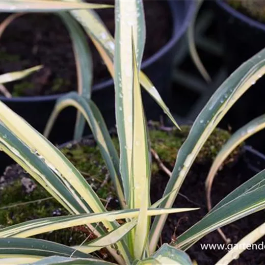 Gelbbunte Palmlilie 'Color Guard'