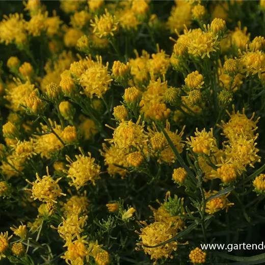 Goldhaar-Aster Goldhaar-Aster