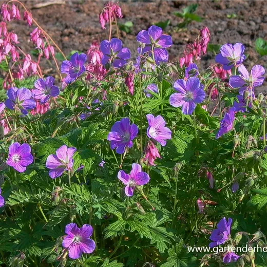 Geranium pratense 'Johnson's Blue' Geranium pratense 'Johnson's Blue'
