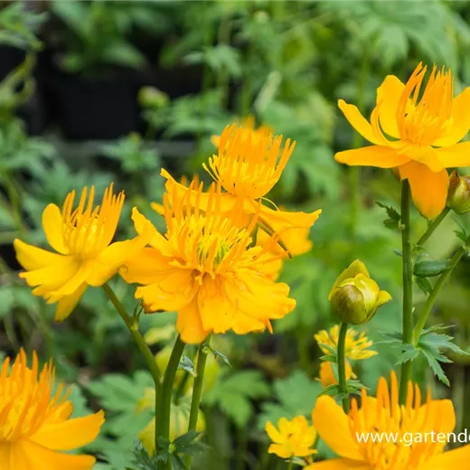 Garten-Trollblume 'Golden Queen' Garten-Trollblume 'Golden Queen'