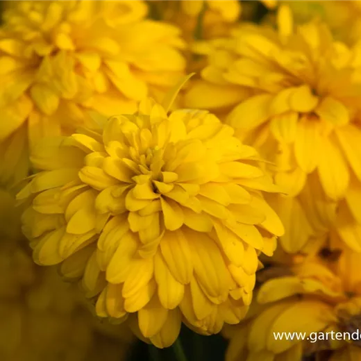 Geschlitztblättriger Sonnenhut 'Goldquelle' Geschlitztblättriger Sonnenhut 'Goldquelle'