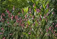 Garten-Wiesenknopf 'Pink Tanna'