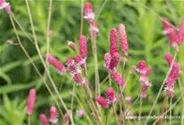 Garten-Wiesenknopf 'Pink Tanna'