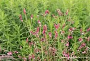 Garten-Wiesenknopf 'Pink Tanna'