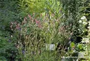 Garten-Wiesenknopf 'Pink Tanna'