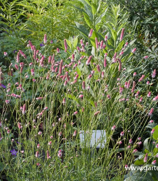 P3001678_4.jpg