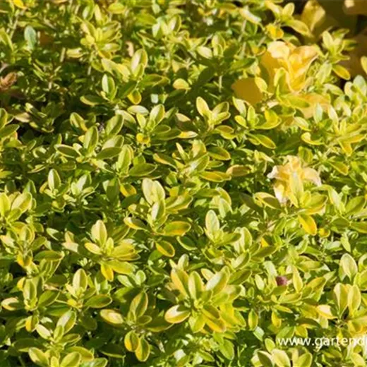 Gold-Thymian 'Aureus' Gold-Thymian 'Aureus'