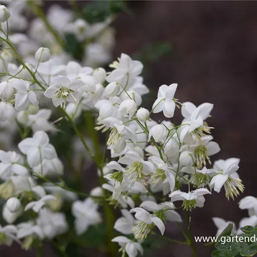Garten-Wiesenraute 'Splendide White'® Garten-Wiesenraute 'Splendide White'®