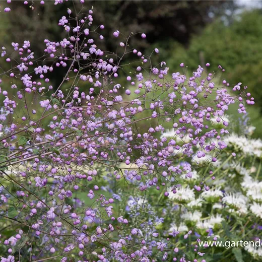 Garten-Wiesenraute 'Splendide'® Garten-Wiesenraute 'Splendide'®