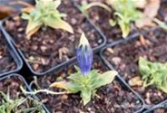 Gentiana acaulis