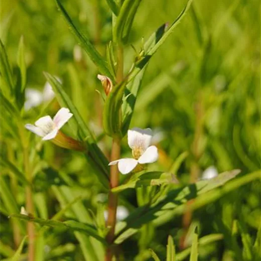 Gratiola officinalis Gratiola officinalis