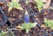 Gentiana acaulis