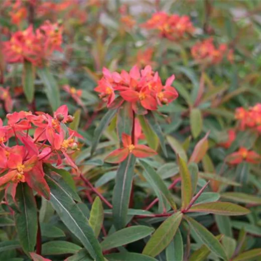 Garten-Wolfsmilch 'Dixter'