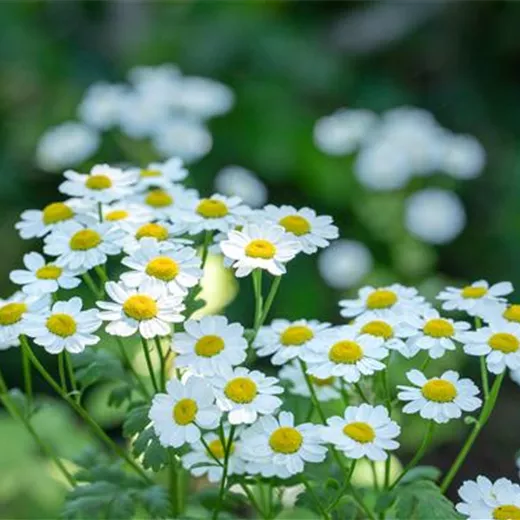 Grönlandmargerite Grönlandmargerite