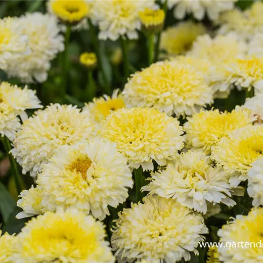 Großblumige Garten-Margerite 'Luna'® Großblumige Garten-Margerite 'Luna'®
