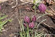 Gewöhnliche Schachblume
