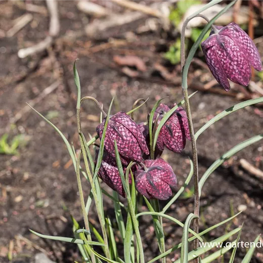 Gewöhnliche Schachblume Gewöhnliche Schachblume