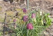 Gewöhnliche Schachblume