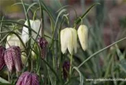 Gewöhnliche Schachblume