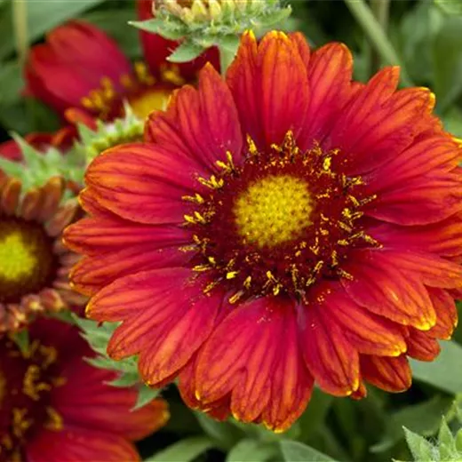 Großblumige Kokardenblume Großblumige Kokardenblume