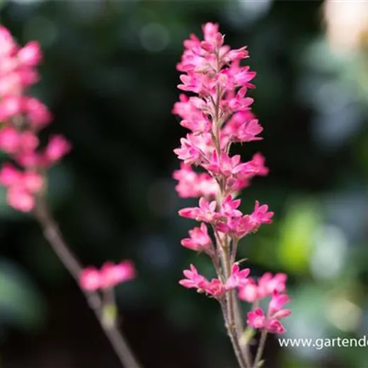 Heuchera sanguinea 'Leuchtkäfer' Heuchera sanguinea 'Leuchtkäfer'