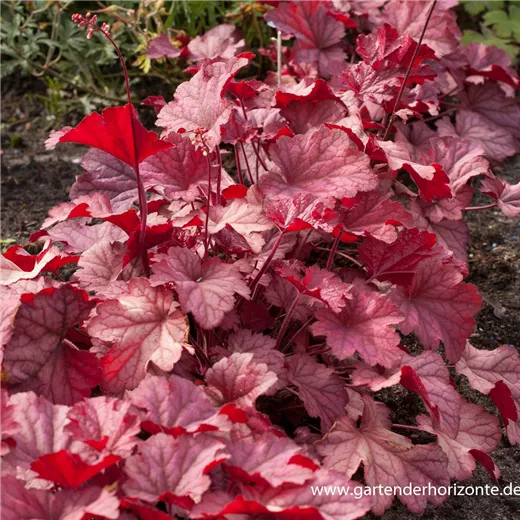 Heuchera villosa 'Berry Smoothie' -R- Heuchera villosa 'Berry Smoothie' -R-