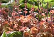 Heuchera villosa 'Marmalade' -R-
