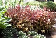 Heuchera villosa 'Marmalade' -R-