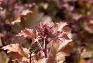 Heuchera villosa 'Marmalade' -R-