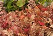 Heuchera villosa 'Marmalade' -R-