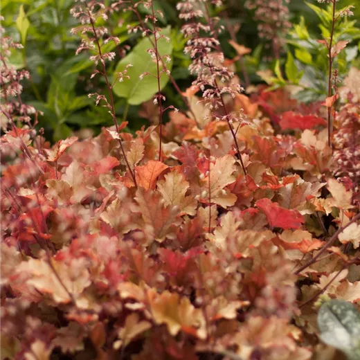 Heuchera villosa 'Marmalade' -R- Heuchera villosa 'Marmalade' -R-