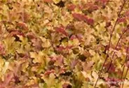 Heuchera villosa 'Marmalade' -R-