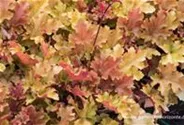 Heuchera villosa 'Marmalade' -R-