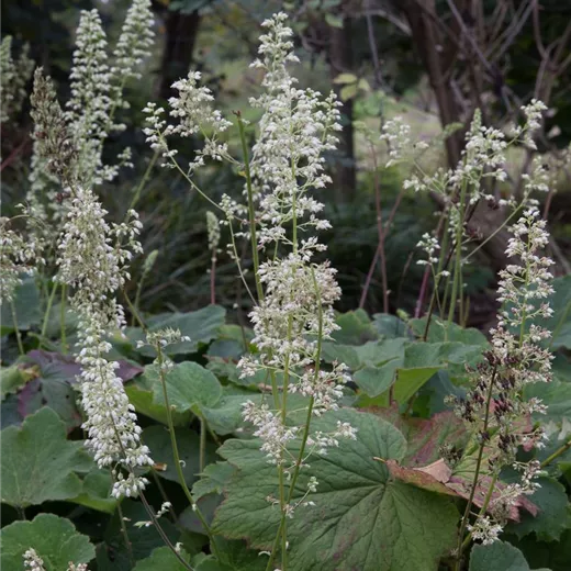 Heuchera villosa var.macrorrhiza Heuchera villosa var.macrorrhiza