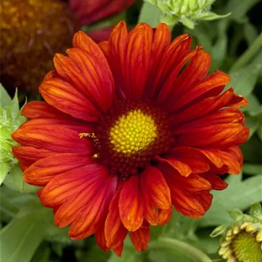 Großblumige Garten-Kokardenblume 'Burgunder' Großblumige Garten-Kokardenblume 'Burgunder'