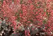 Heuchera x cult. CITY-Ser.'Paris'