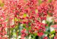 Heuchera x cult. CITY-Ser.'Paris'