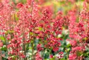 Heuchera x cult. CITY-Ser.'Paris'